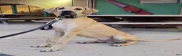 Great Dane dogs for sale: Ditalini (Purple) - Ad 10