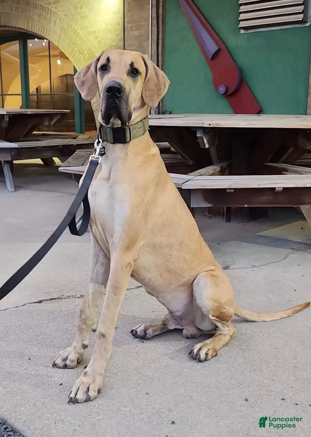 Great Dane dogs for sale: Ditalini (Purple) - Ad 10