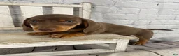 Miniature Dachshund dogs for sale: Holly - Ad 11