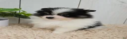 Pomeranian dogs for sale: Panda - Ad 7