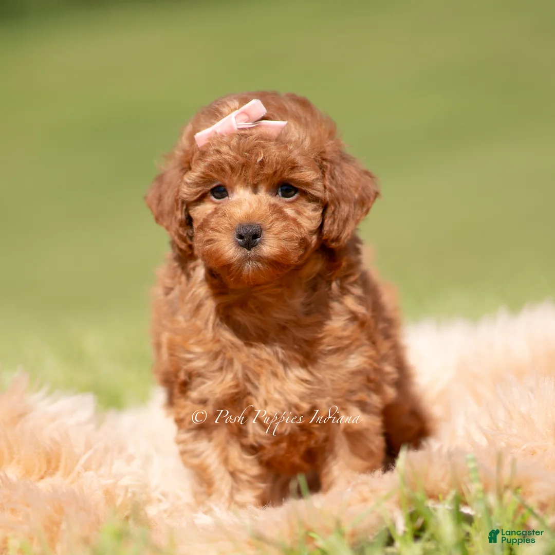 Toy Poodle dogs for sale: Scarlett AKC - Ad 5