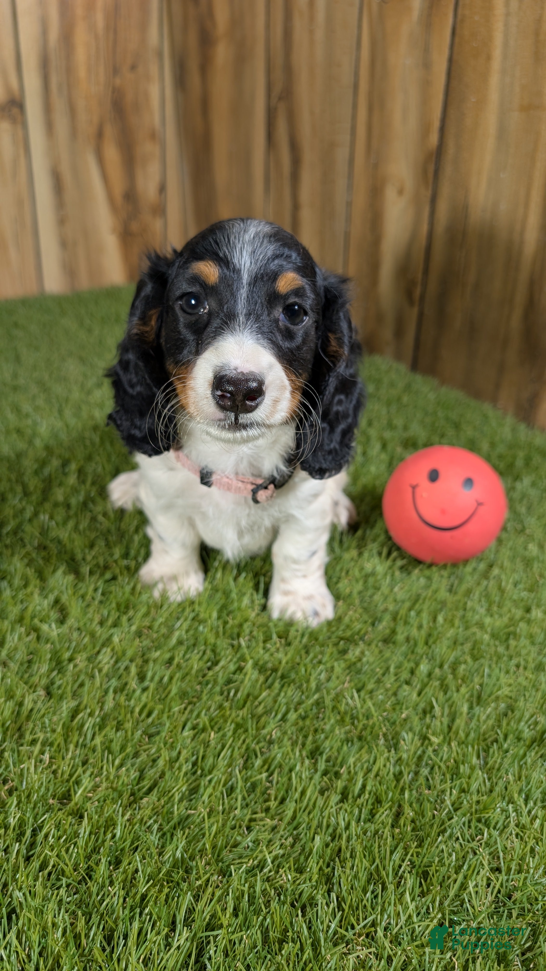 Miniature Dachshund dogs Pansy Girl - Ad 1