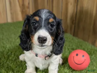 Miniature Dachshund dogs for sale: Pansy Girl - Ad 1