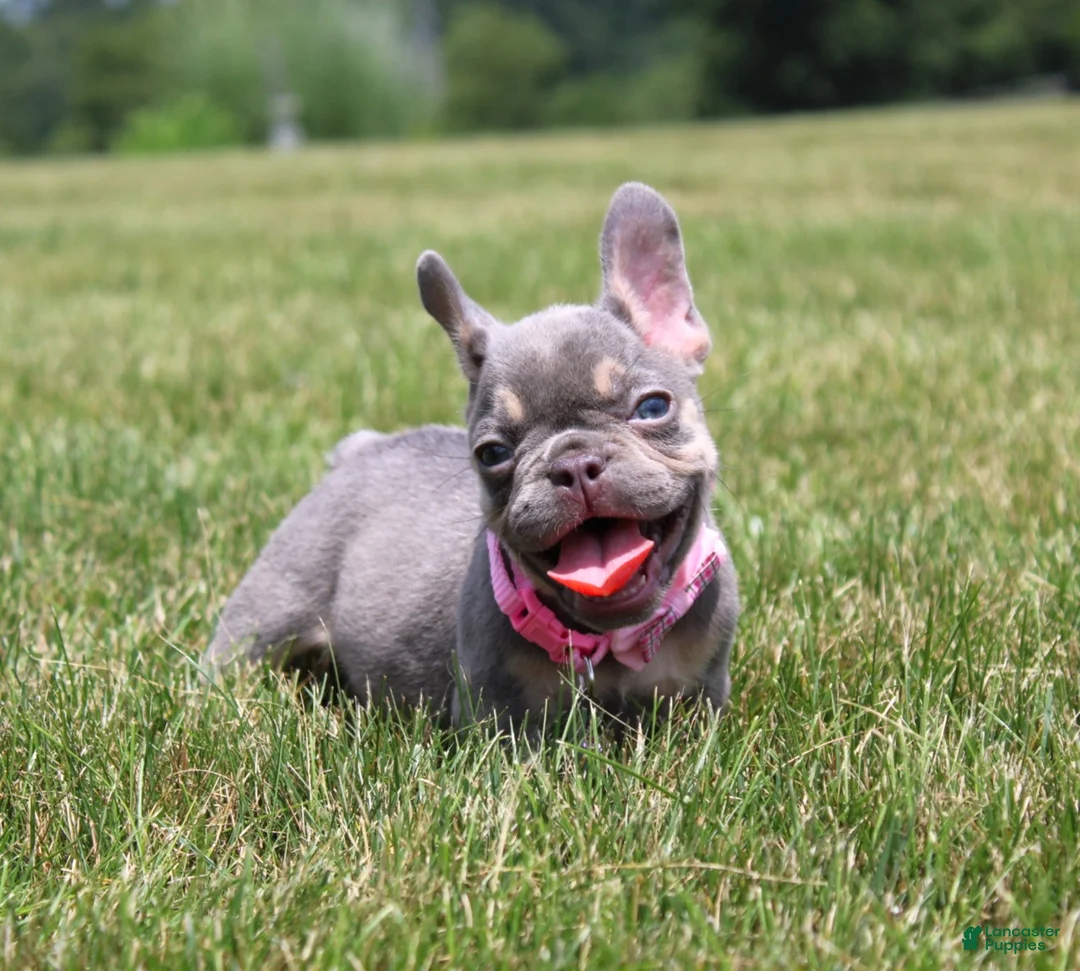 French Bulldog dogs for sale: Penny - Ad 2