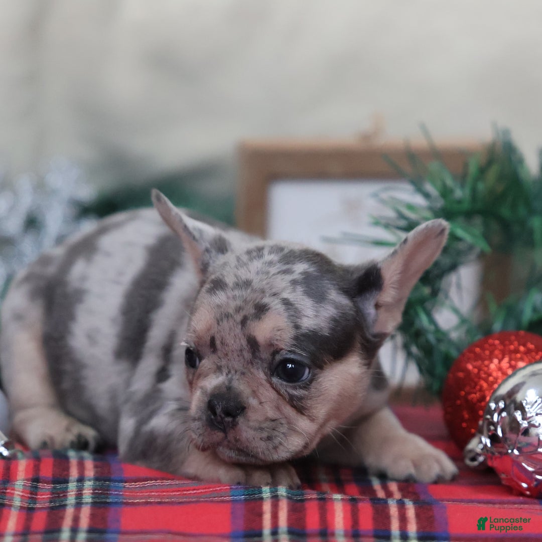 French Bulldog dogs for sale: Amanda - Ad 8