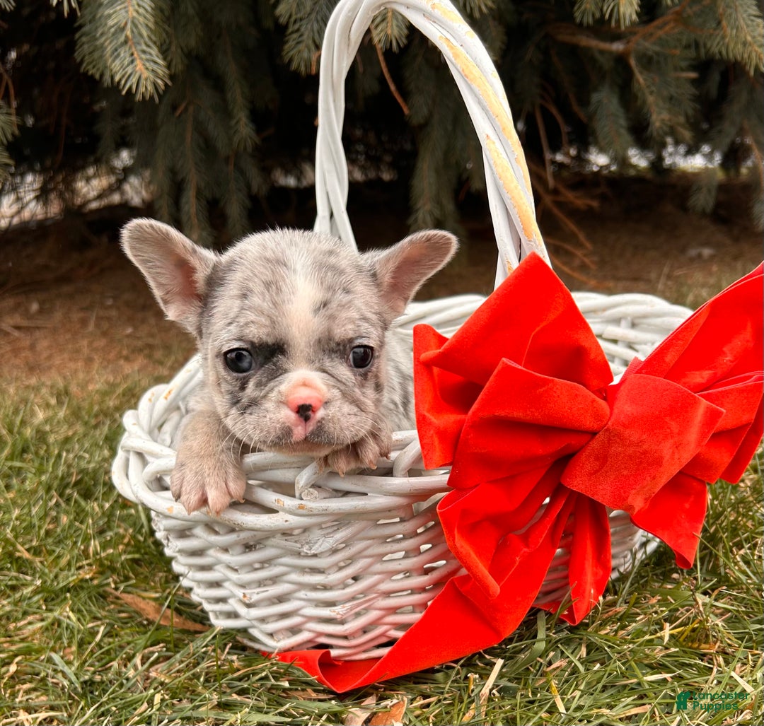 French Bulldog dogs for sale: Koko - Ad 3