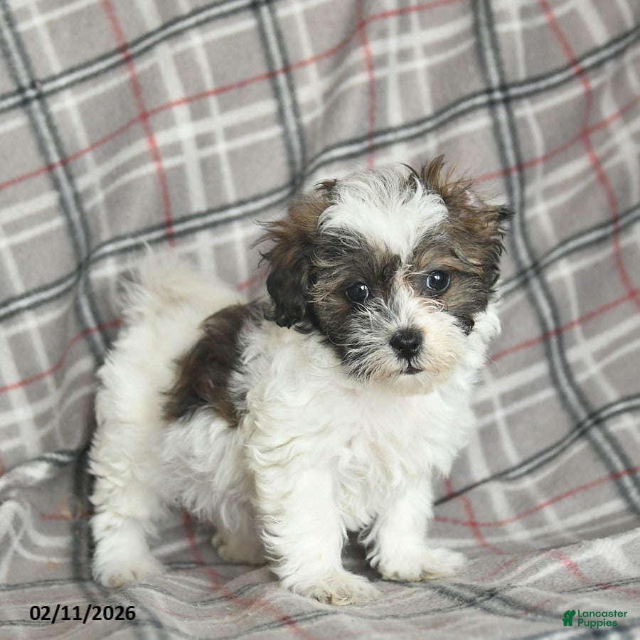 Mixed Breed dogs Quill - Ad 3