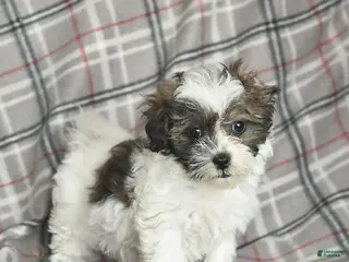 Mixed Breed dogs Quill - Ad 3