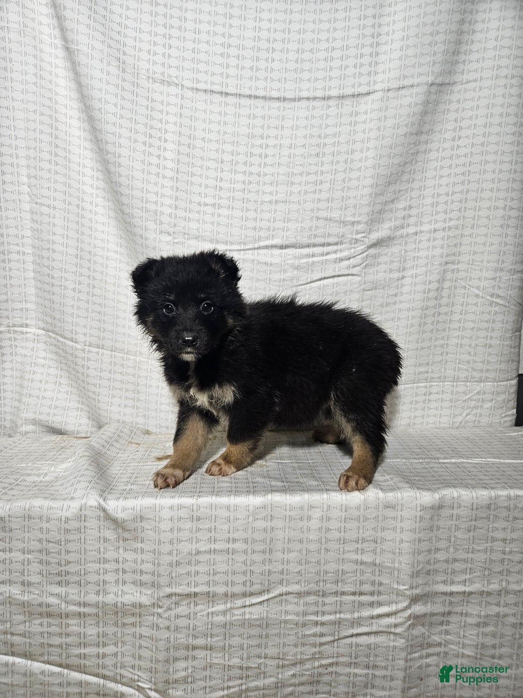 Mixed Breed dogs for sale:  Claire  - Ad 4