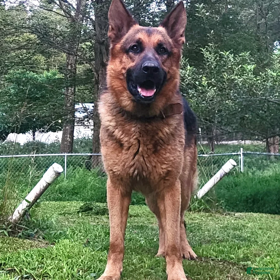 German Shepherd dogs for sale: SIMON - Ad 11