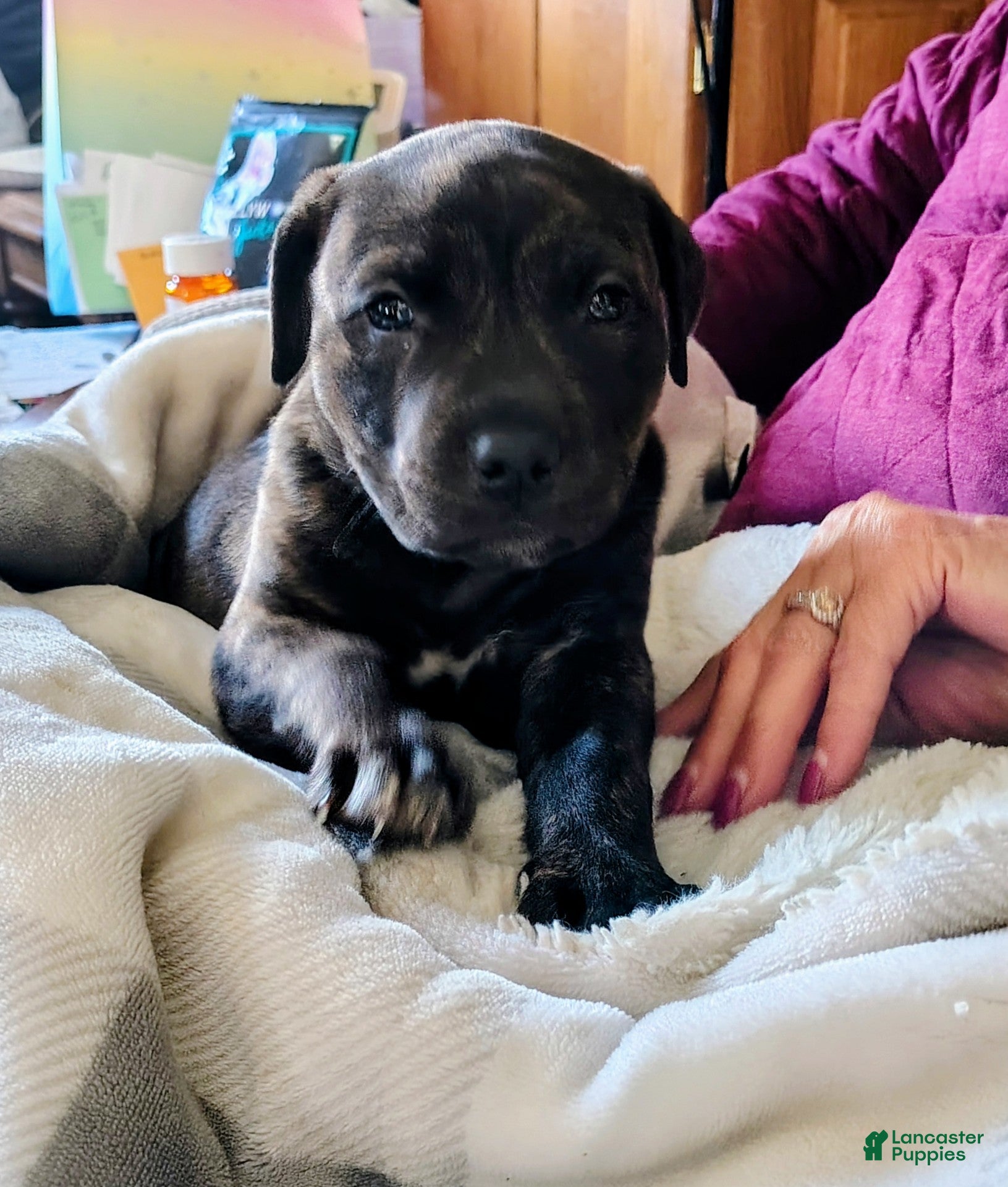 Mixed Breed dogs Blue Bell - Ad 10