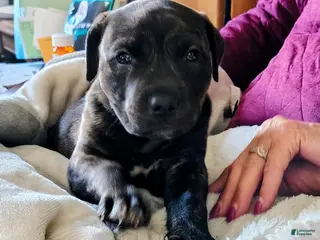 Mixed Breed dogs Blue Bell - Ad 10