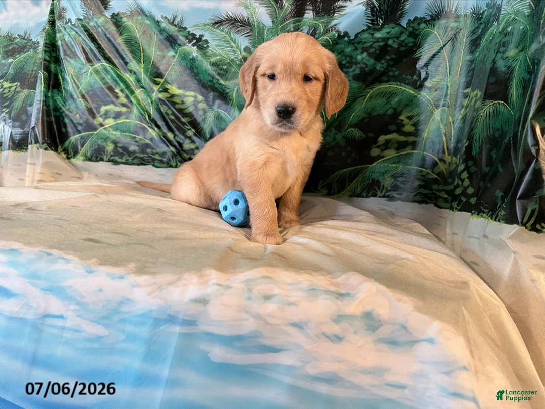 Golden Retriever dogs for sale: Carson - Ad 3