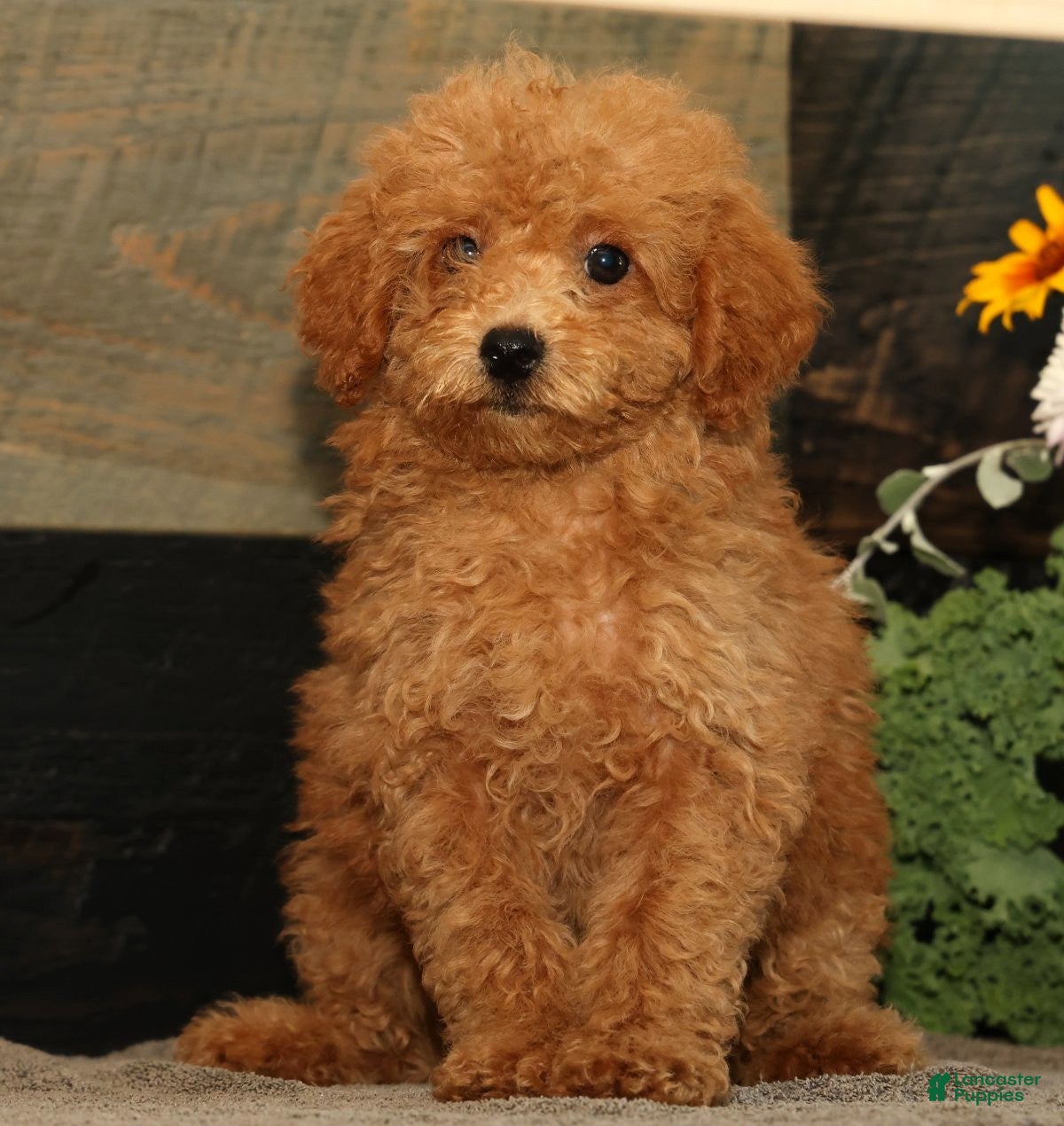 Miniature Poodle dogs Linda - Ad 1