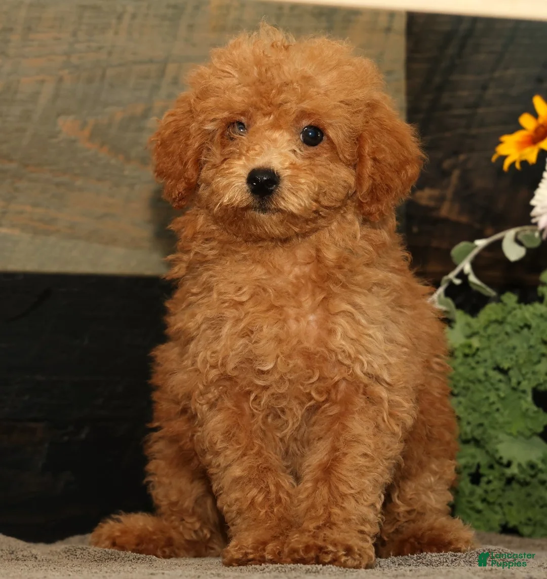 Miniature Poodle dogs for sale: Linda - Ad 1