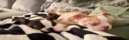 Boston Terrier dogs for sale: Boston Terrier Puppy 1 - Ad 3