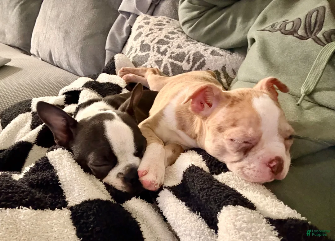 Boston Terrier dogs for sale: Boston Terrier Puppy 1 - Ad 3