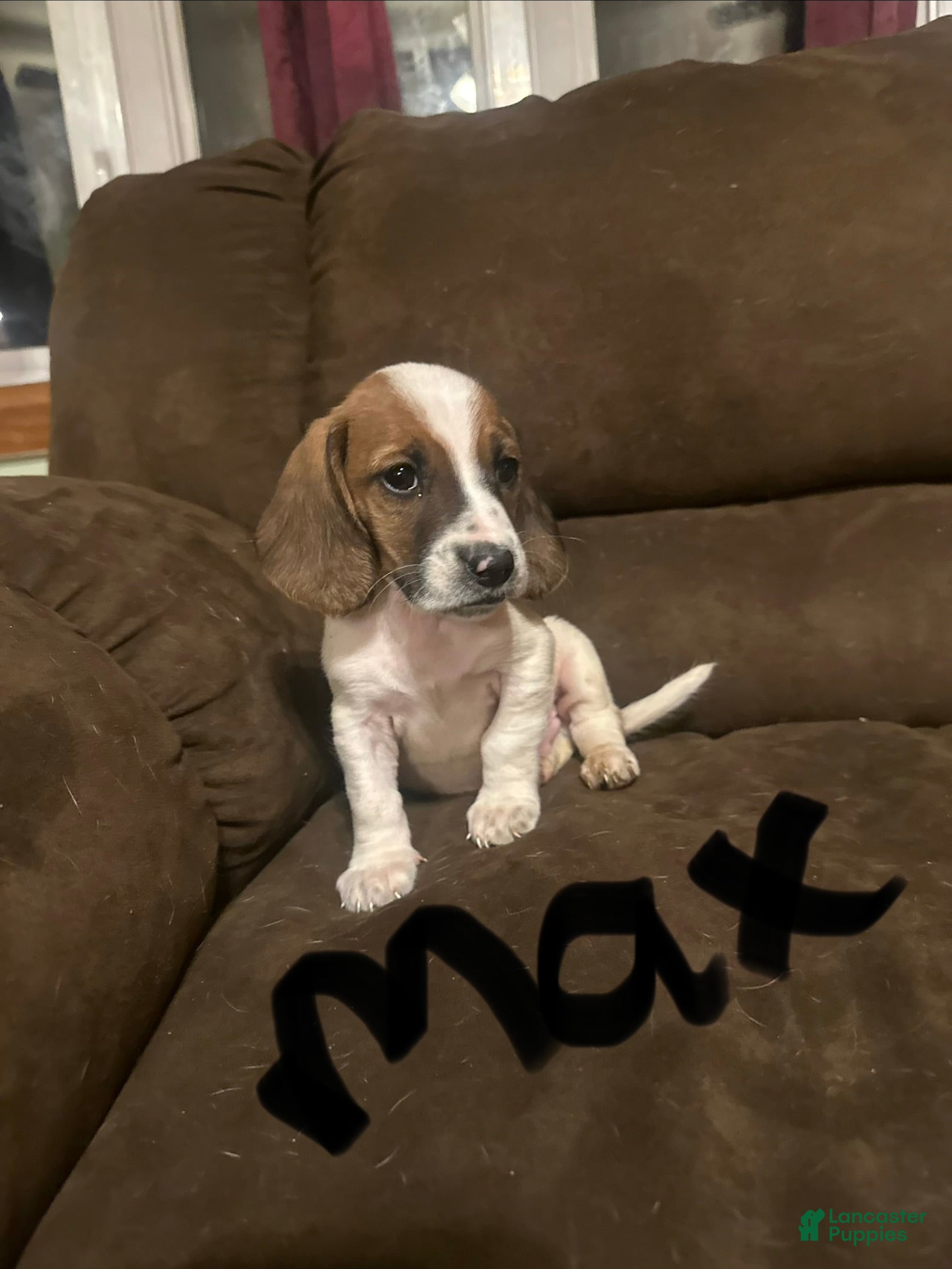 Basset Hound dogs Max - Ad 14