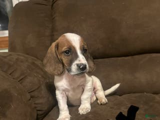 Basset Hound dogs Max - Ad 14