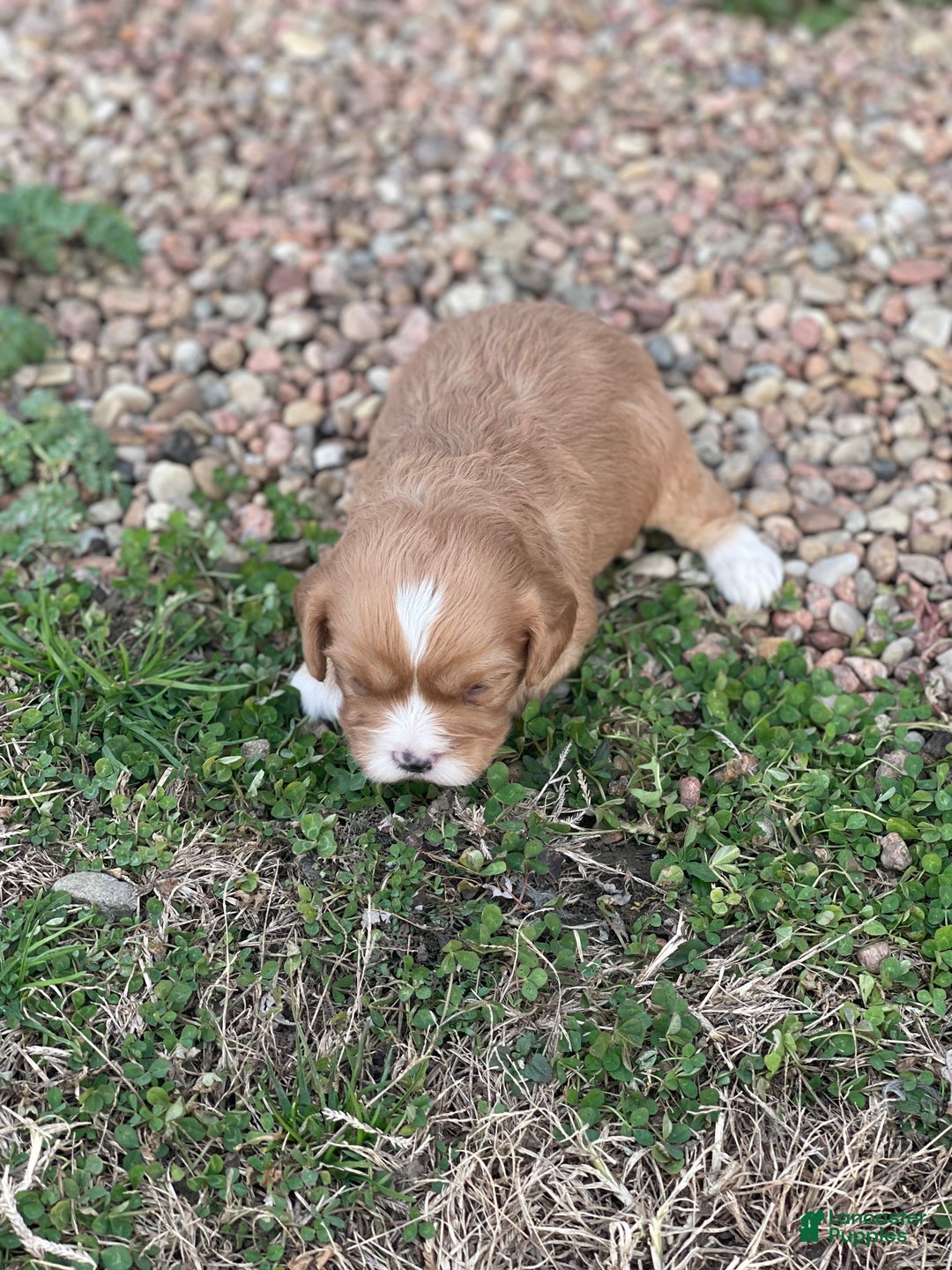 Cavapoo dogs for sale: Cavapoo Puppy 2 - Ad 9