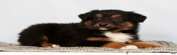 Australian Shepherd dogs for sale: Jeremy - Ad 5
