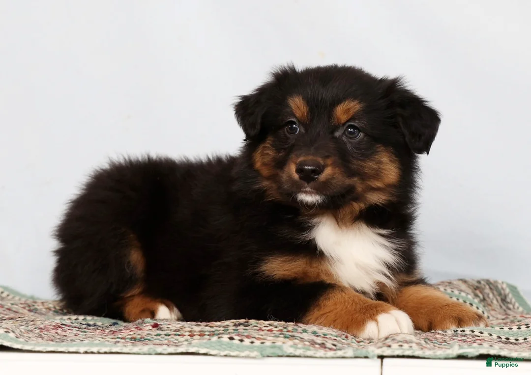 Australian Shepherd dogs for sale: Jeremy - Ad 5