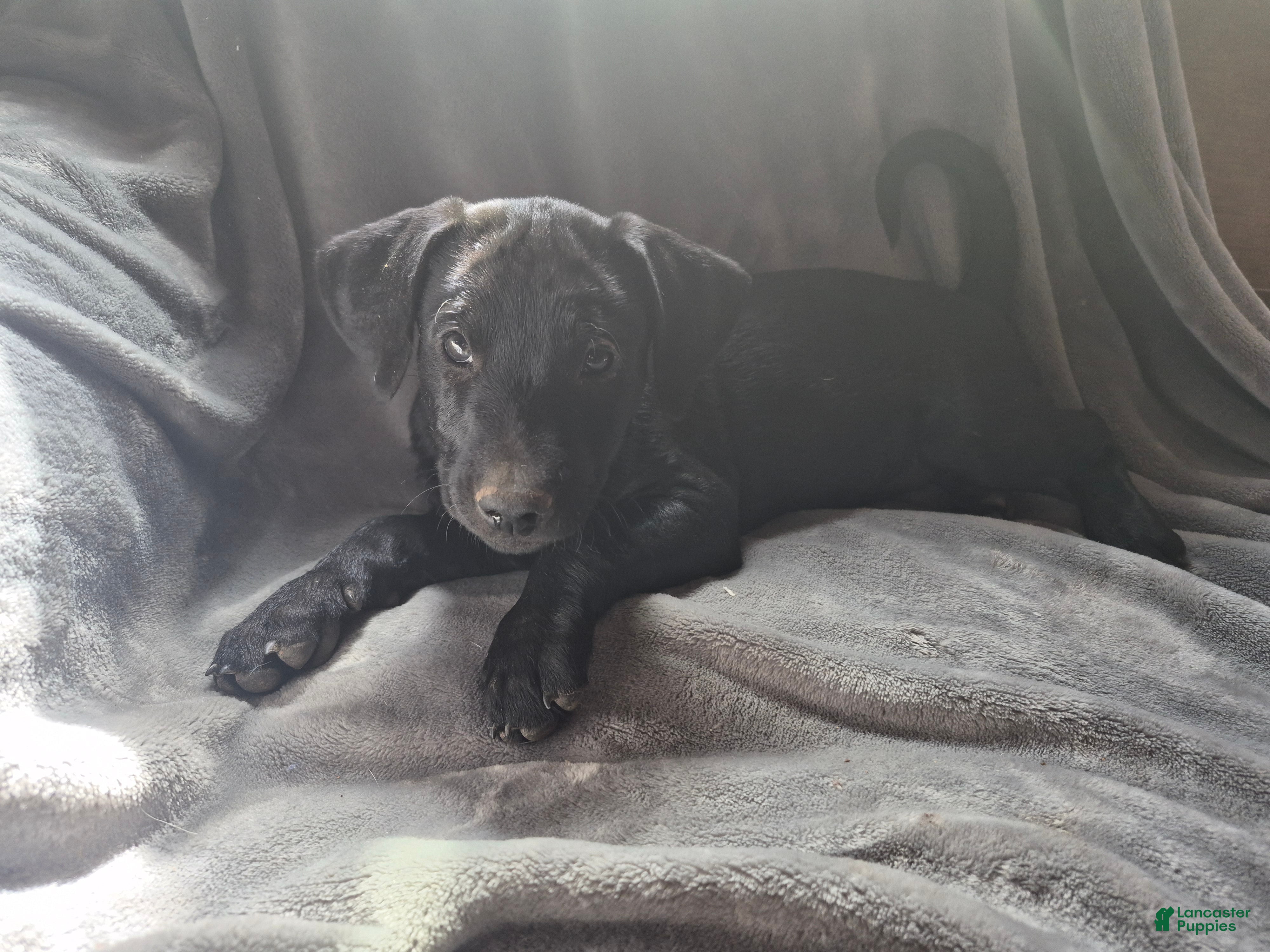 Mixed Breed dogs Mixed Breed Puppy 7 - Ad 37