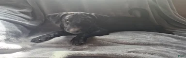 Mixed Breed Puppy 7