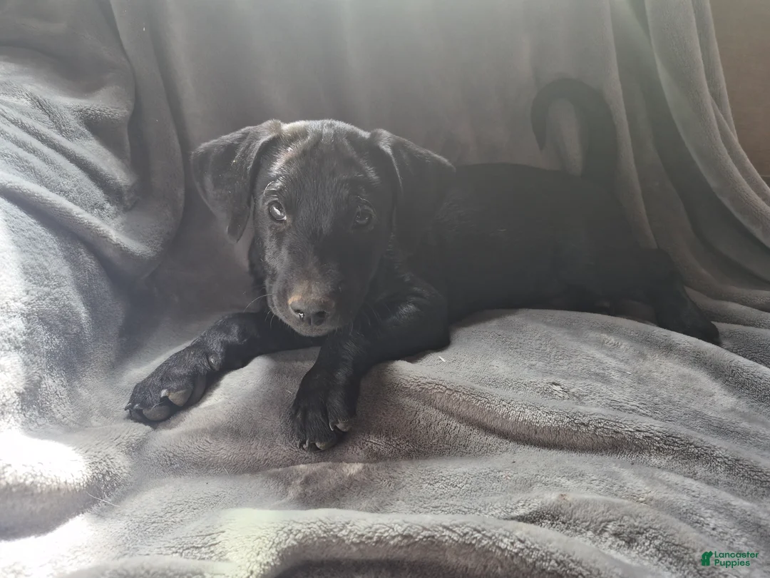 Mixed Breed dogs for sale: Mixed Breed Puppy 7 - Ad 1