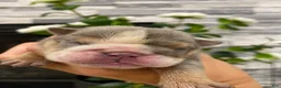 English Bulldog dogs for sale: Nicky - Ad 3