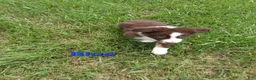 Australian Shepherd dogs for sale: Blue - Ad 4
