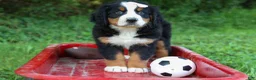 Bernese Mountain Dog dogs for sale: SADIE - Ad 3
