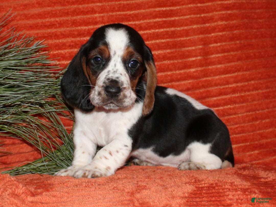Basset Hound dogs for sale: Sammy - Ad 1