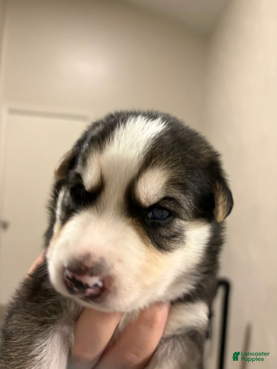 Mixed Breed dogs for sale: Big Boy - Ad 1