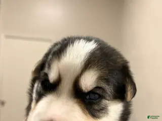 Mixed Breed dogs Big Boy - Ad 8