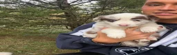 Border Collie dogs for sale: Specks - Ad 52