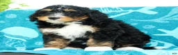 Mini Bernedoodle dogs for sale: Rocket - Ad 7