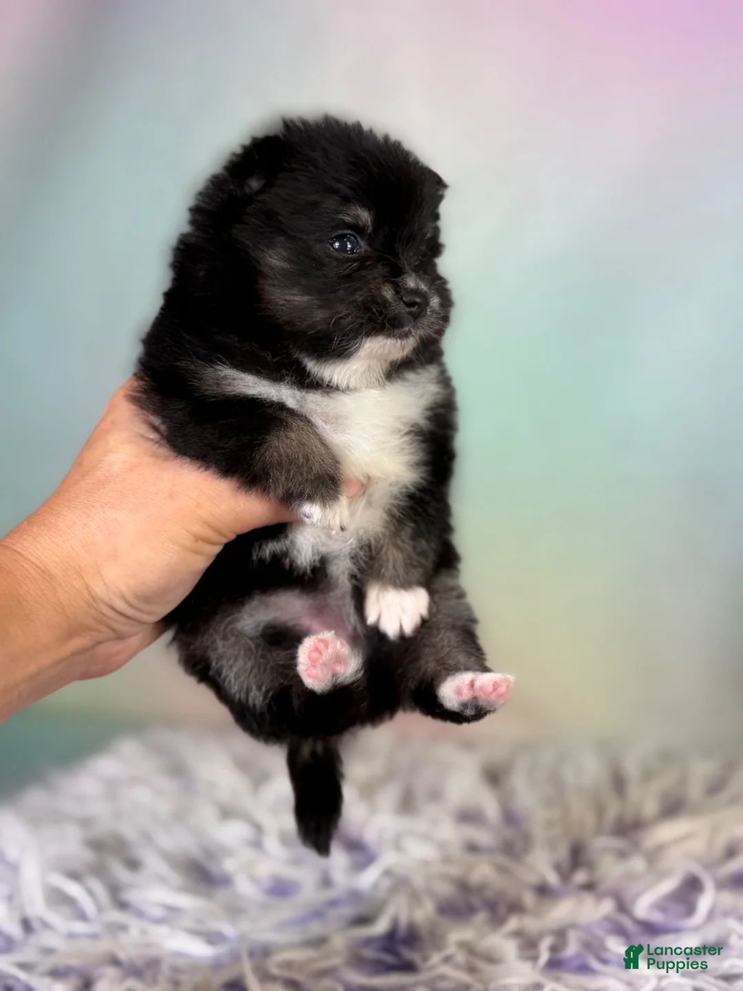 Pomeranian dogs for sale: Tilly - Ad 1