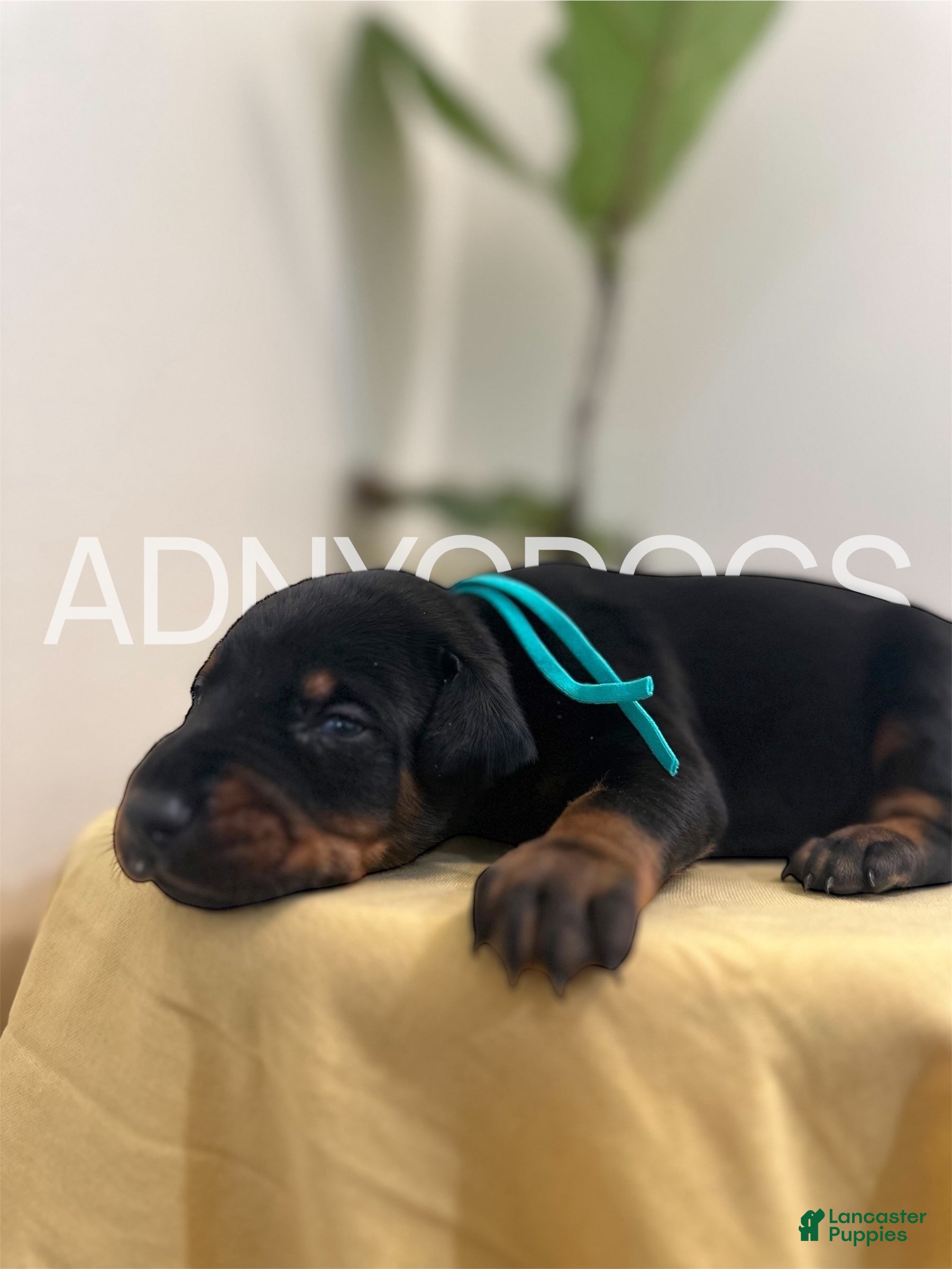 Doberman Pinscher dogs Doberman Pinscher (Male) - Ad 37