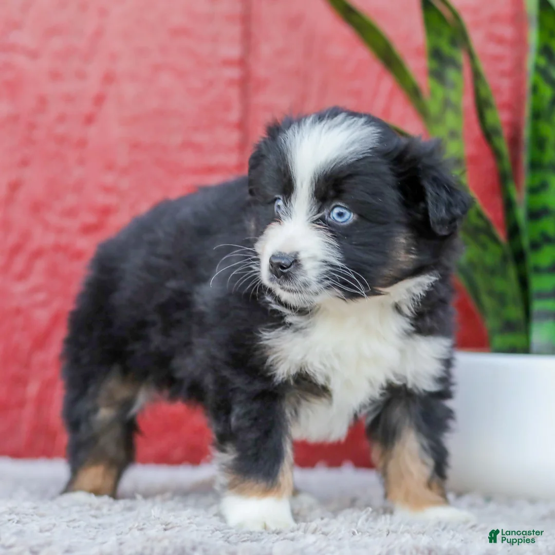Miniature Australian Shepherd dogs for sale: Mia - Ad 3