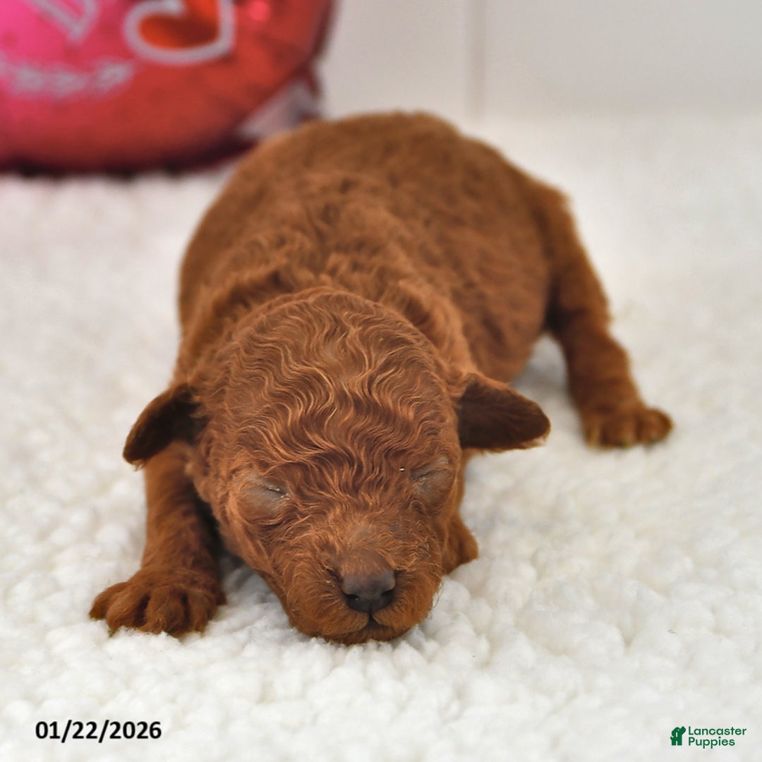 Mini Goldendoodle dogs for sale: Berry - Ad 1