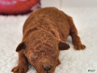 Mini Goldendoodle dogs Berry - Ad 28