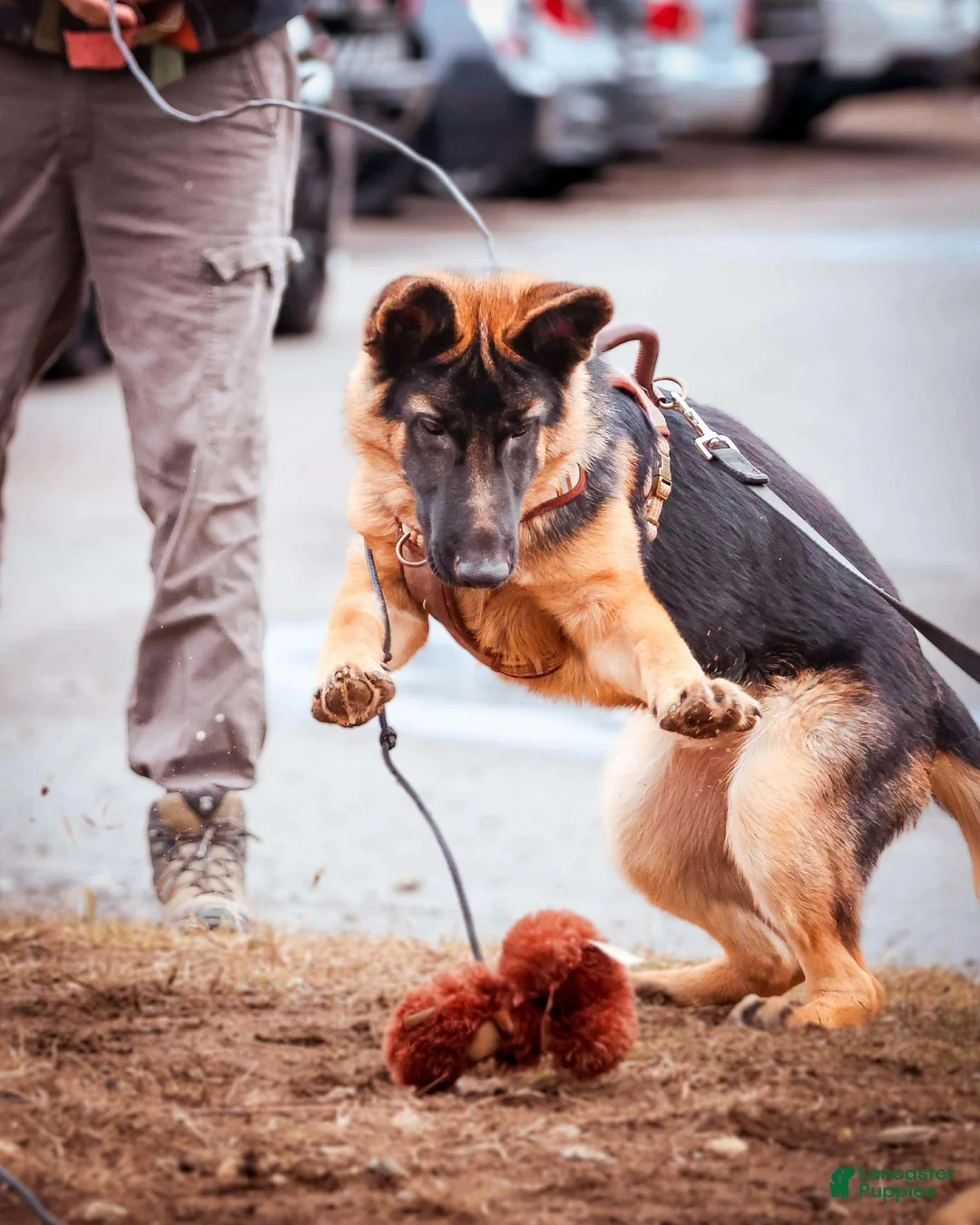 German Shepherd dogs for stud: Dallas - Ad 2