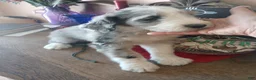 Sheepadoodle dogs for sale: Blessing!! - Ad 22