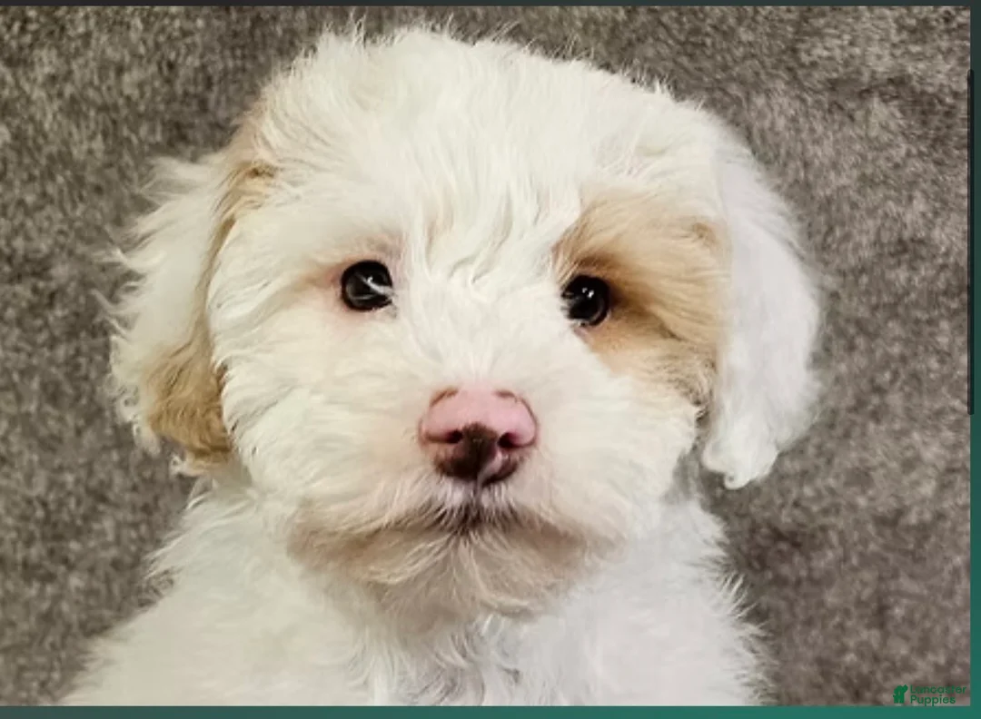 Schnoodle dogs for sale: Schnoodle Puppy 4 - Ad 9
