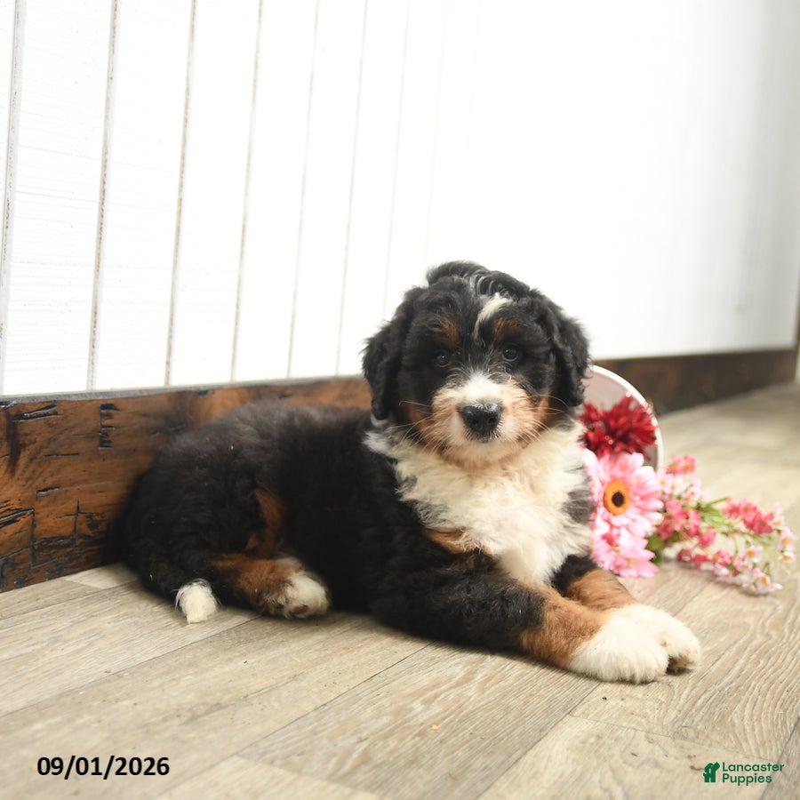 Aussiedoodle dogs Quackers - Ad 2