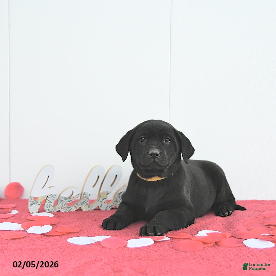 Labrador Retriever dogs Skye - Ad 9