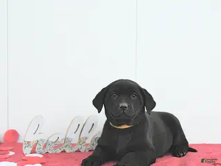 Labrador Retriever dogs Skye - Ad 9