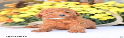 Miniature Poodle dogs for sale: Ray - Ad 5