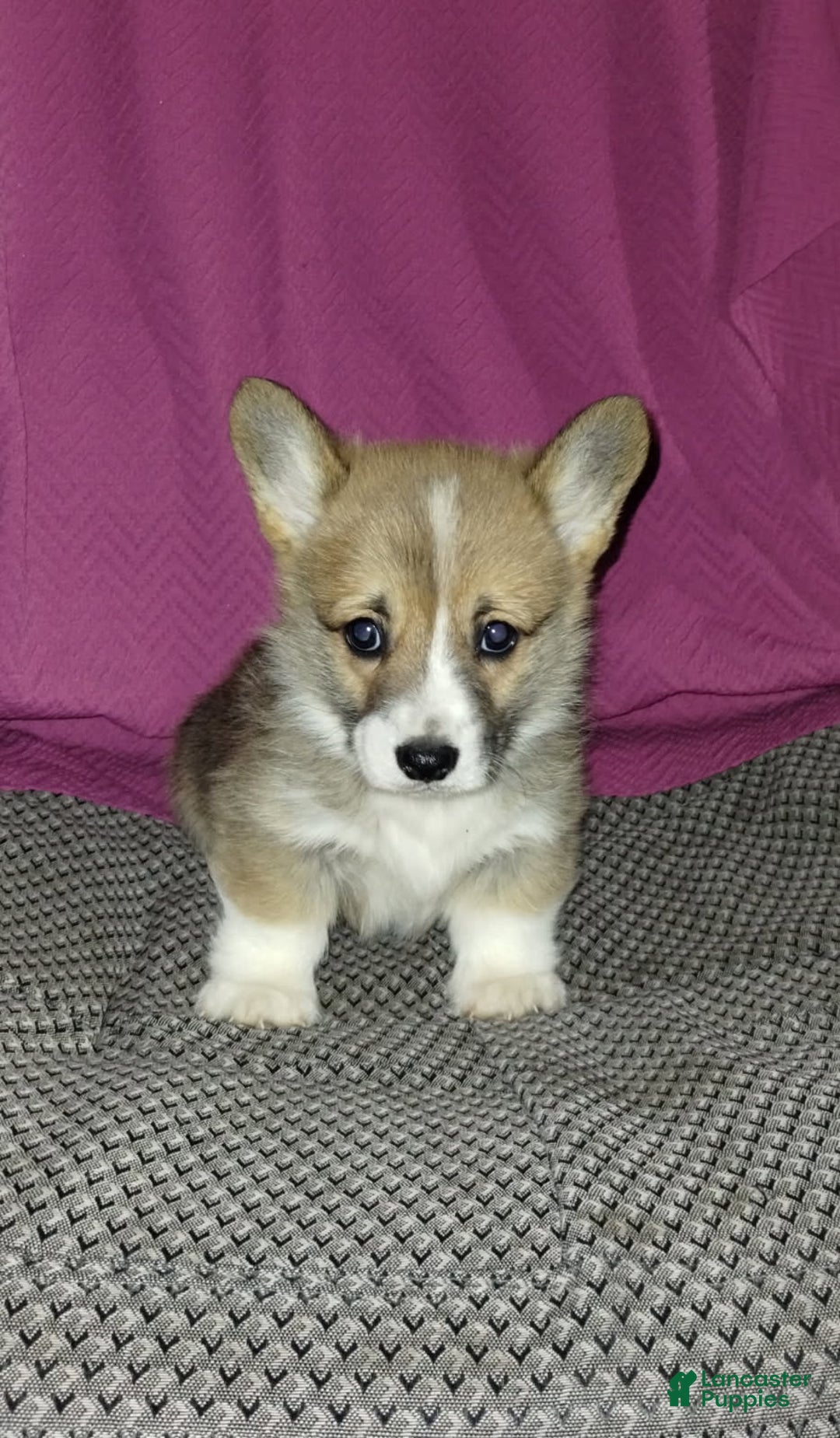 Welsh Corgi Pembroke dogs for sale: Riley - Ad 1